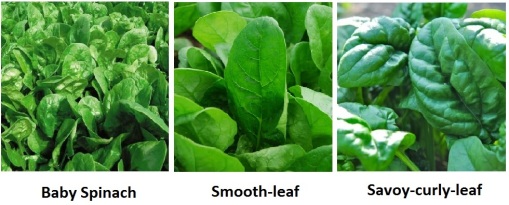 spinach variations
